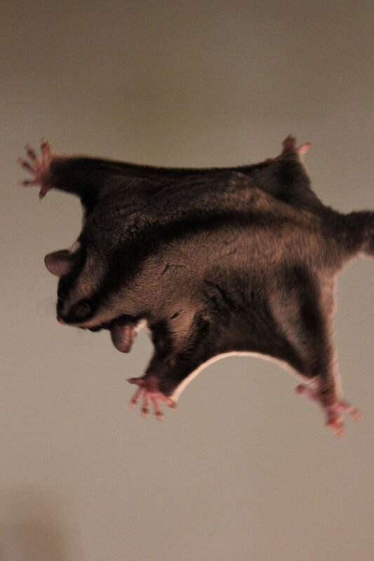 sugar glider in flight