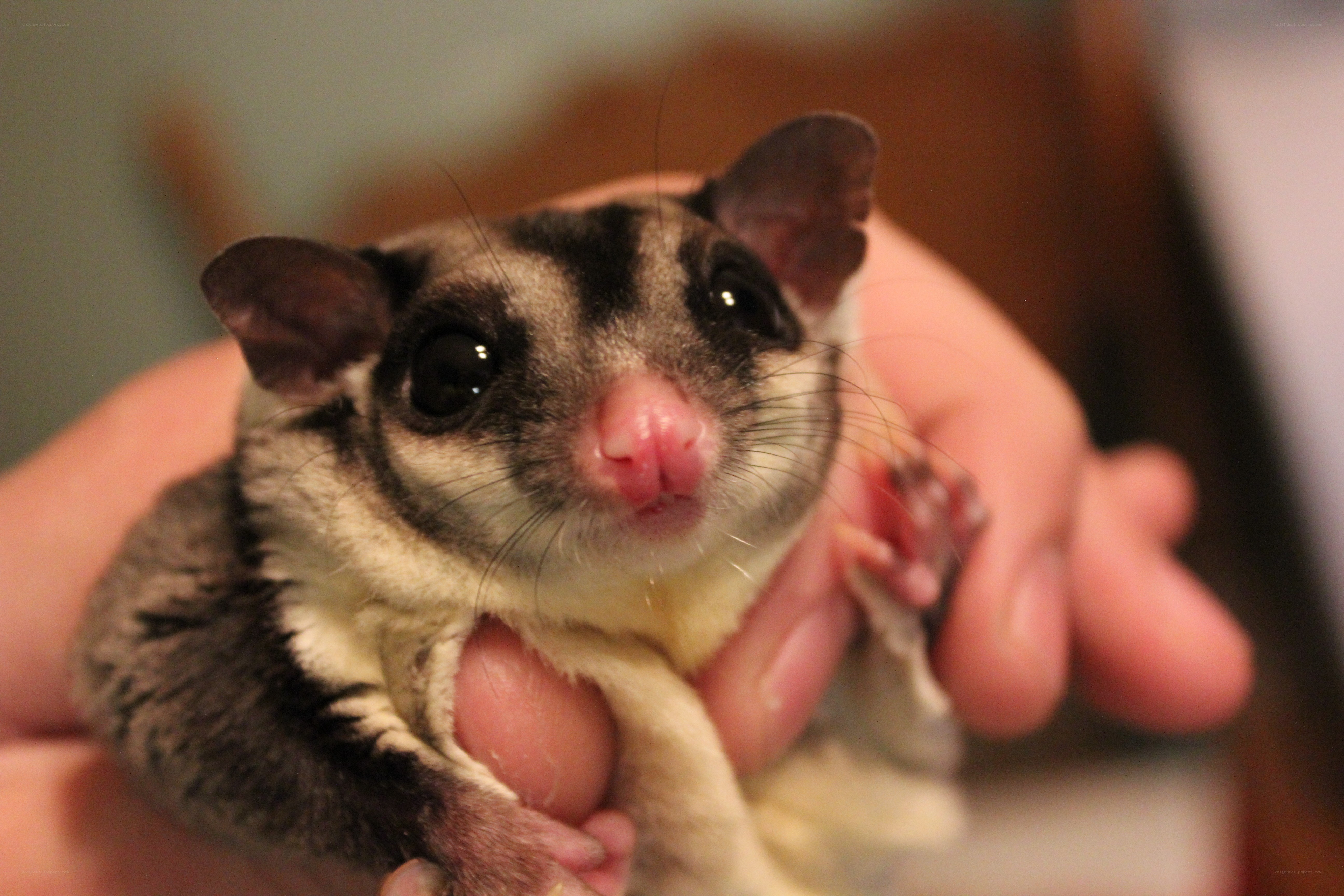 Sugar glider in hand