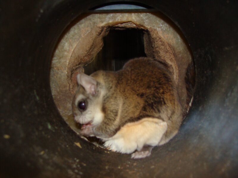 Sugar Glider in Tunnel
