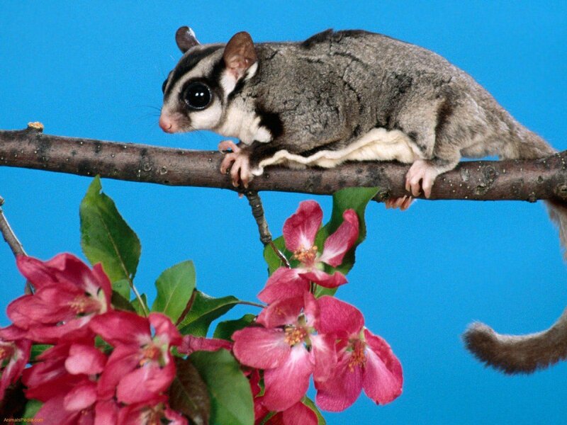 Sugar glider on a branch