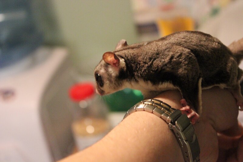 sugar glider on arm