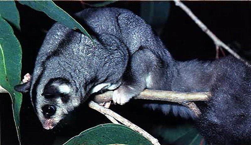 Sugar Glider on Branch