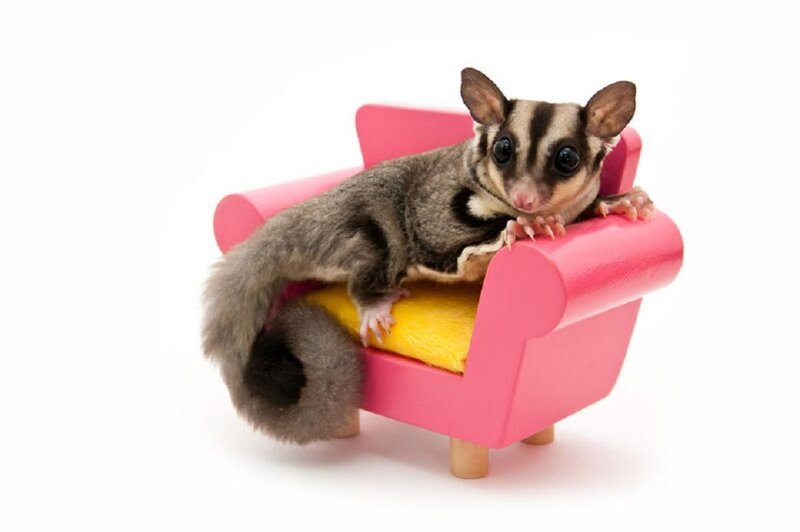 Sugar Glider on Chair