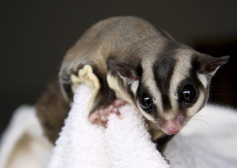Sugar Glider on Towel