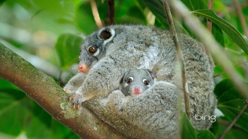 Sugar glider with baby in tree