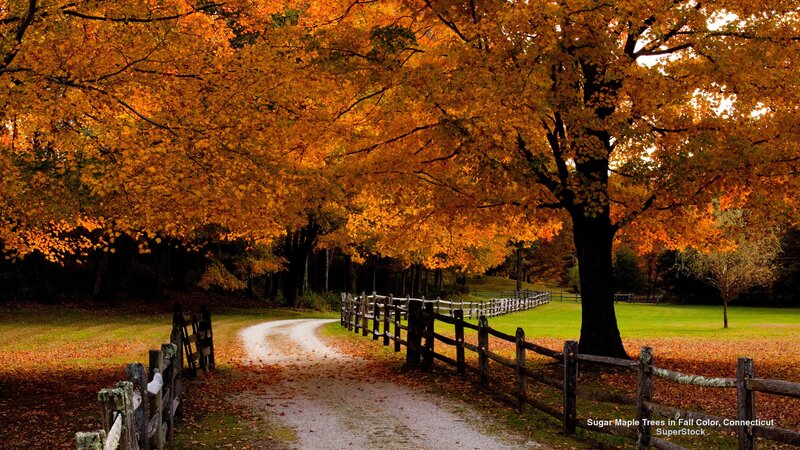 Sugar Maple Trees