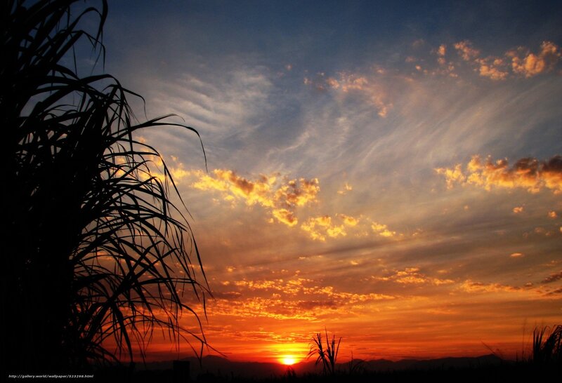 Sugarcane at Sunset