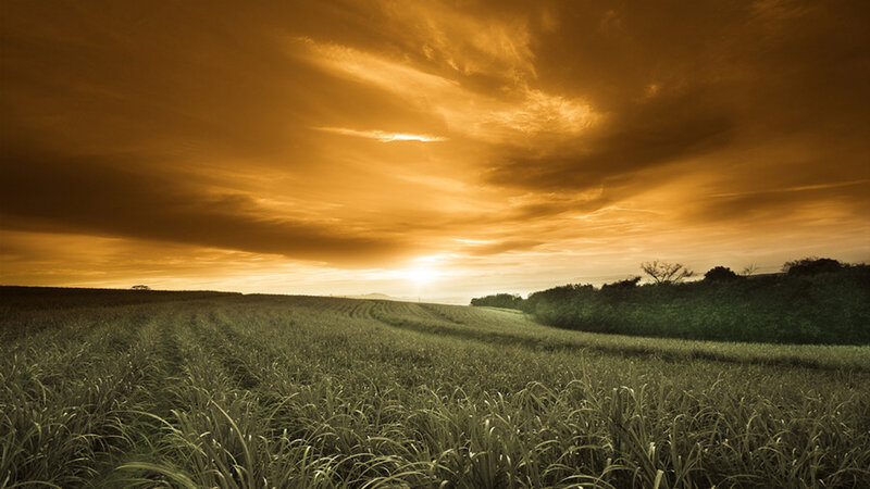 Sugarcane Field at Sunset