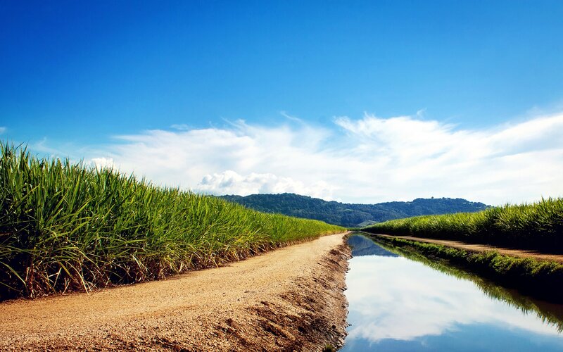 Sugarcane Field Path — Blue
