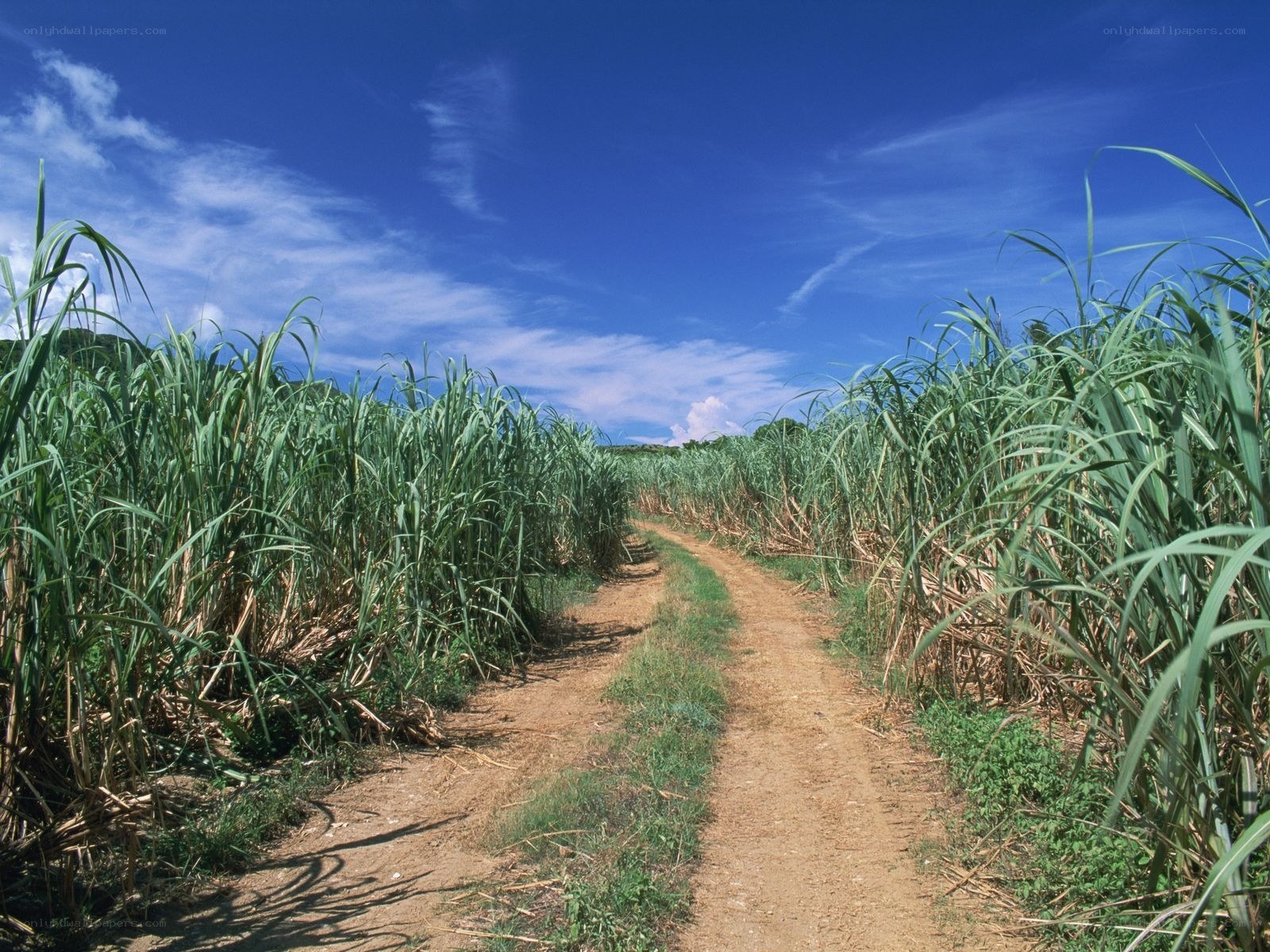 Sugarcane field path