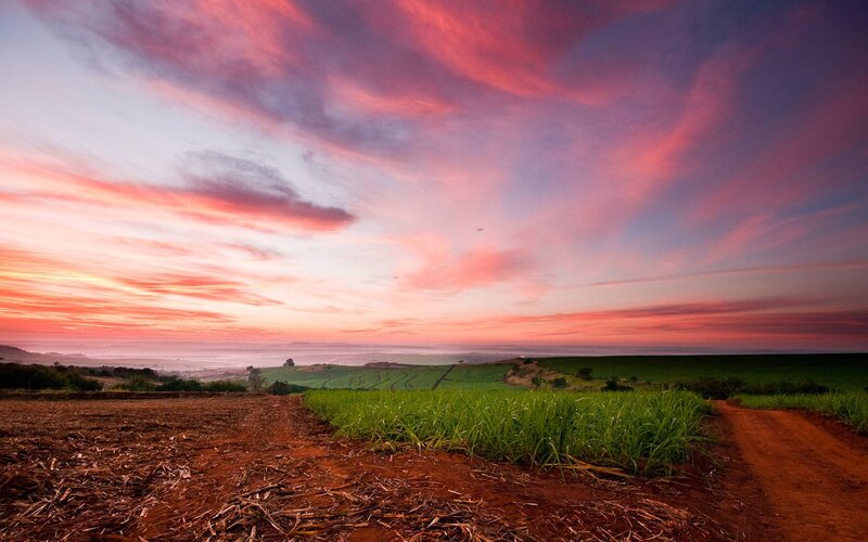 Sugarcane Fields at Sunset