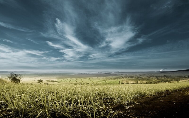 Sugarcane Fields Landscape — Green