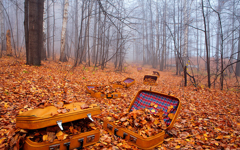 Suitcases in Autumn Forest