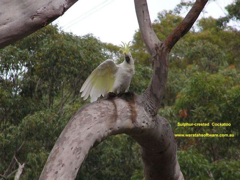 Sulphur-crested Cockatoo