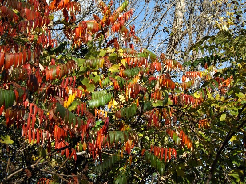 Sumac Tree with Autumn Leaves