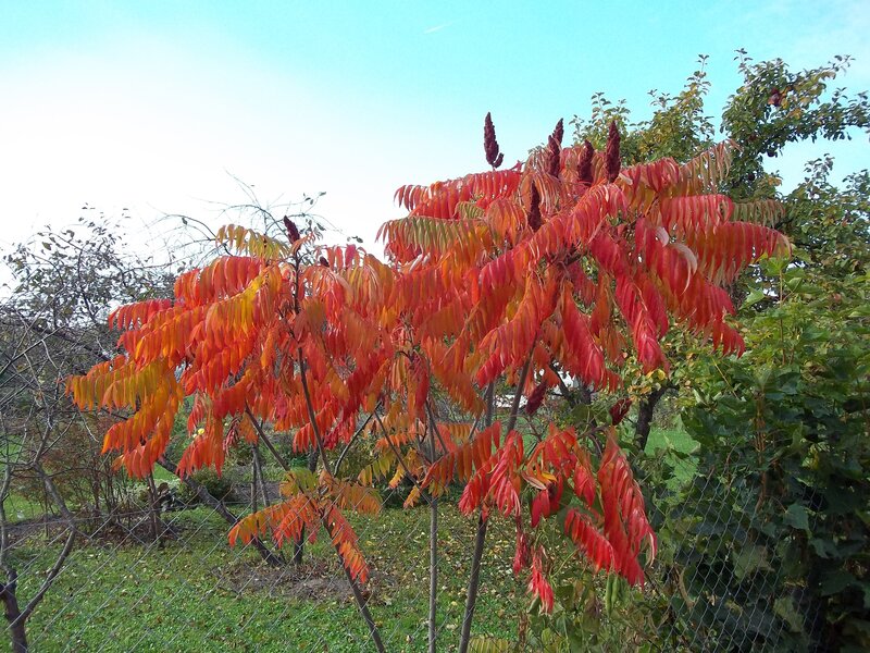 Sumac Tree with Red Leaves