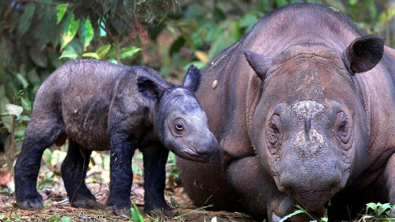 Sumatran Rhino Calf