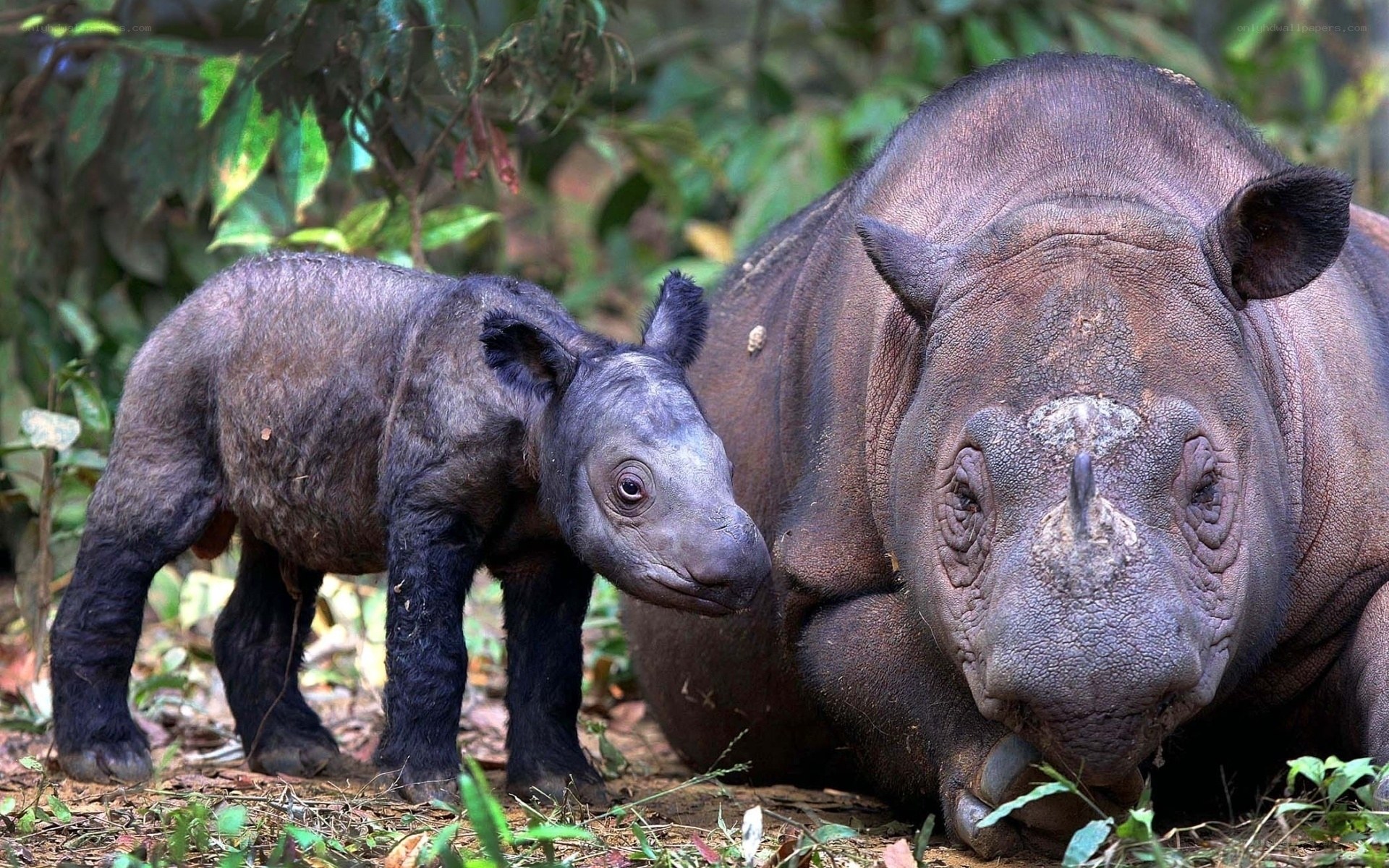 Sumatran rhino mother and calf