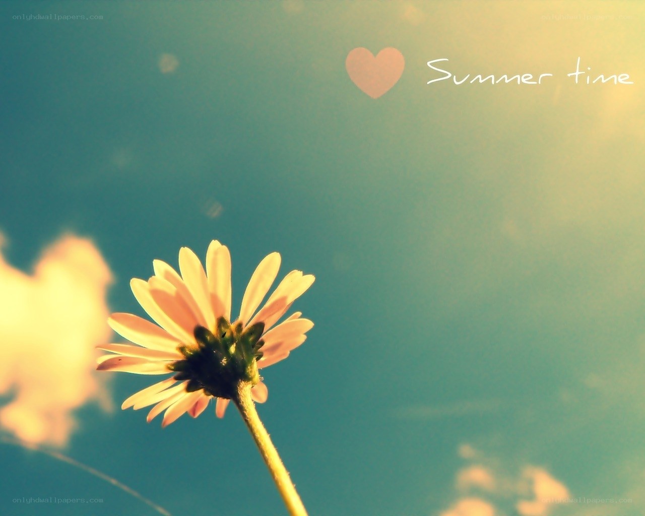 Summer flower against blue sky
