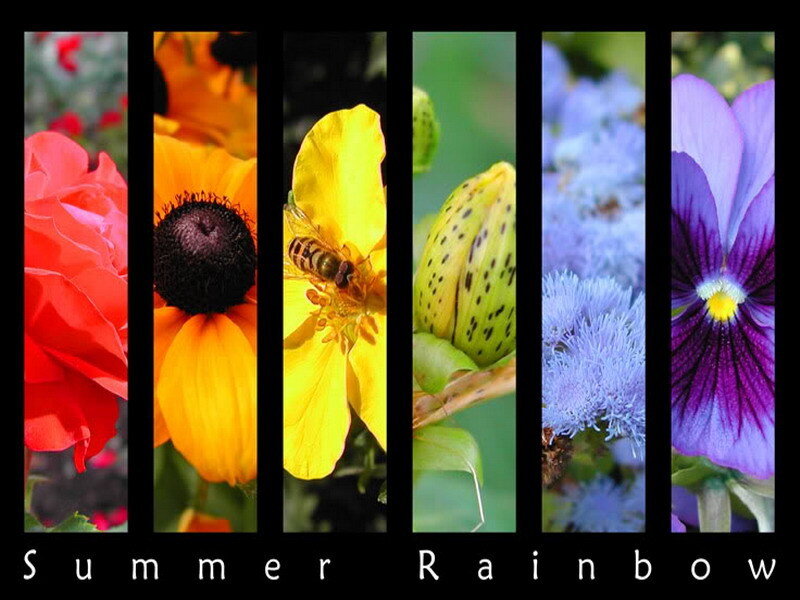 summer rainbow flowers