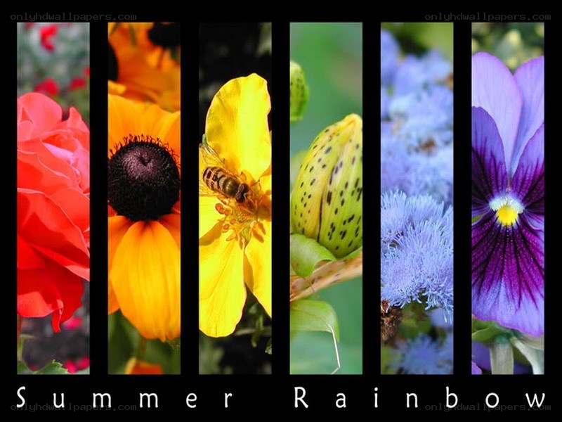 summer rainbow flowers