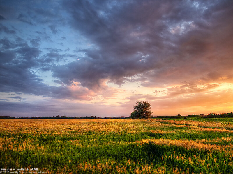 Summer wheatlands at sunset