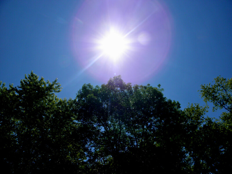 Sun Above Trees