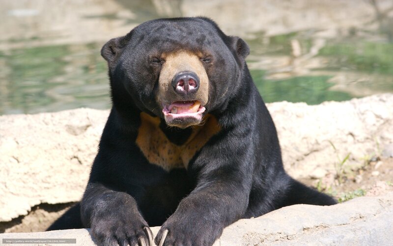 Sun Bear in Enclosure — Black, Calm