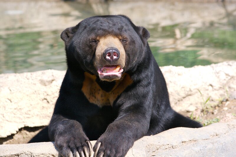 Sun Bear in Enclosure — Black