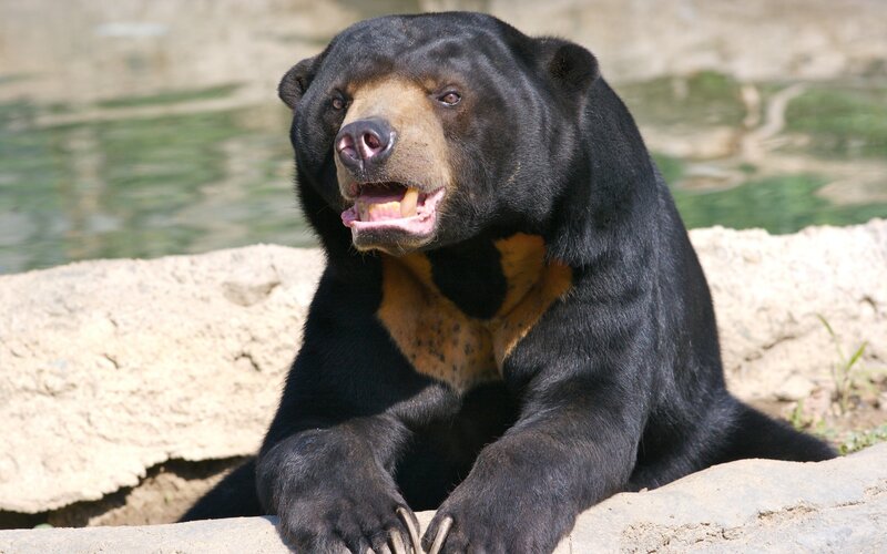 Sun Bear in Enclosure