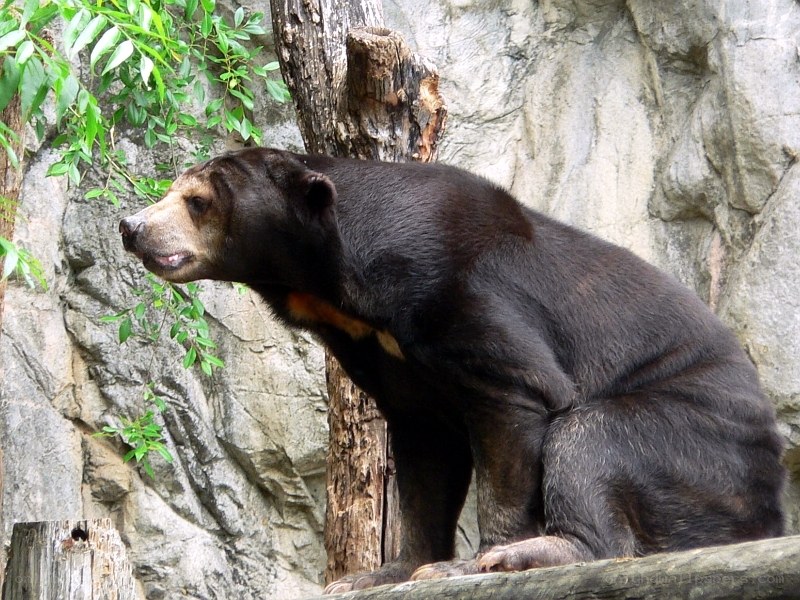 Sun bear in natural enclosure