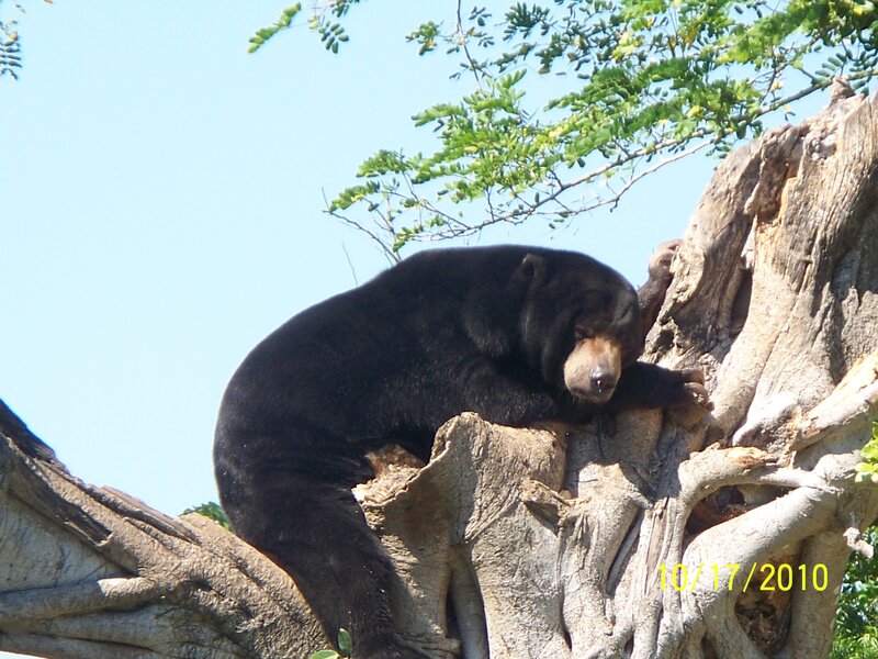 Sun Bear in Tree