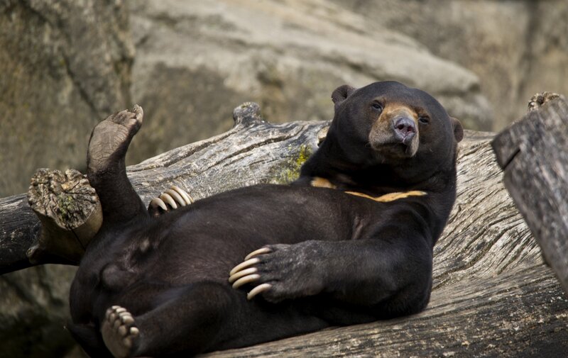 Sun Bear Lying on Log