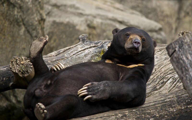 Sun Bear on Log