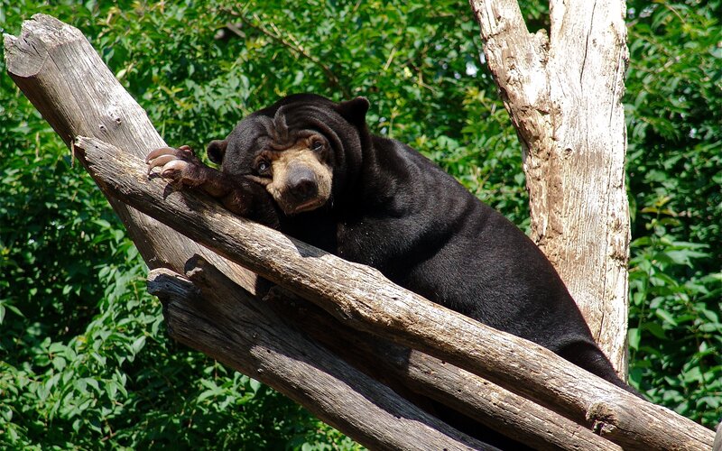 Sun Bear on Wooden Branch