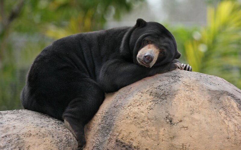 Sun Bear Resting — Black, Calm, Afternoon