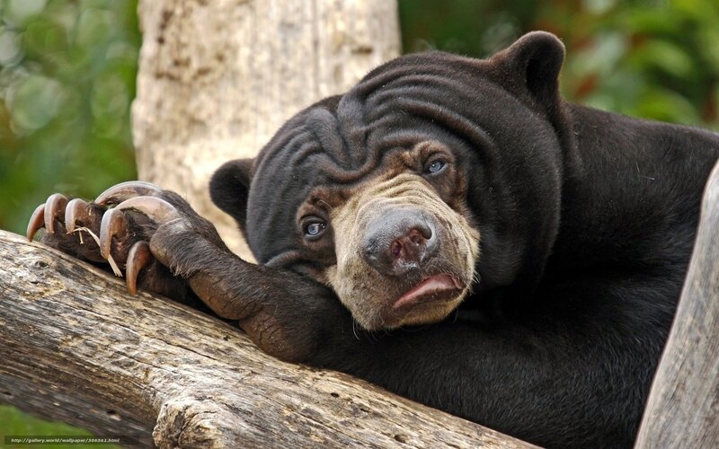 Sun Bear Resting — Black, Calm, Photograph
