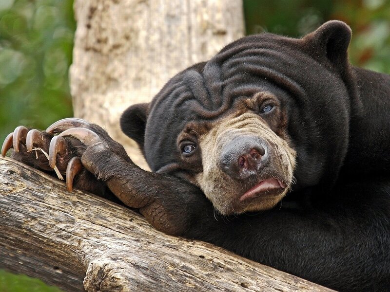 Sun Bear Resting — Black, Calm