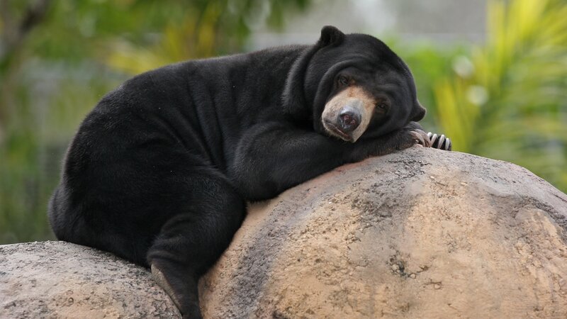Sun Bear Resting on Rock — Black