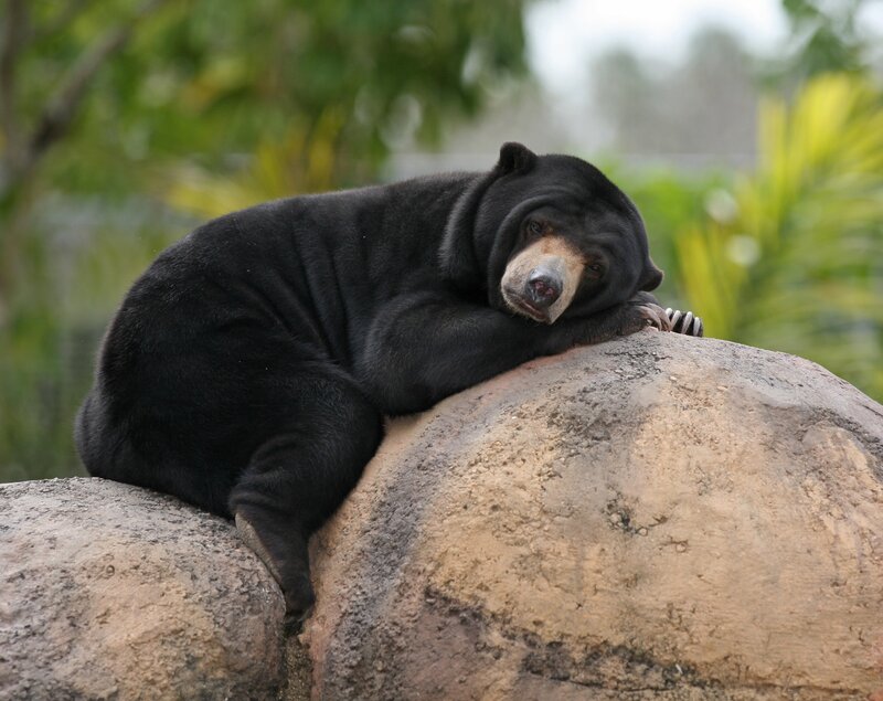 Sun Bear Resting on Rock