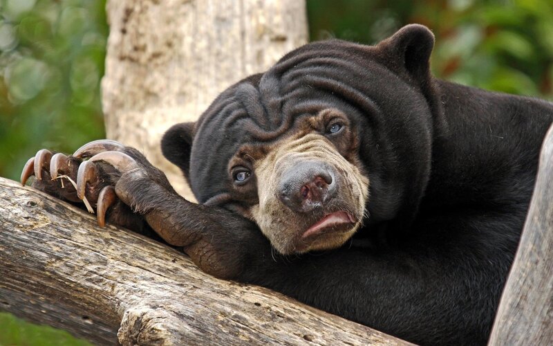 Sun Bear Resting