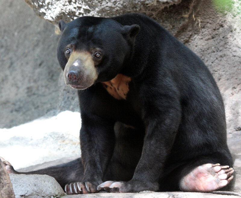 Sun bear sitting on rock