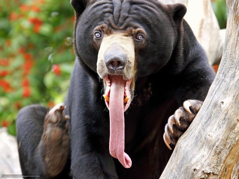 Sun Bear Yawning — Black, Natural, Photograph
