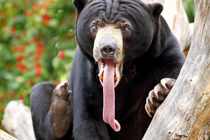 Sun Bear Yawning — Black, Natural