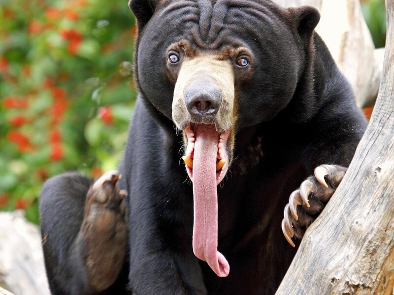 Sun Bear Yawning