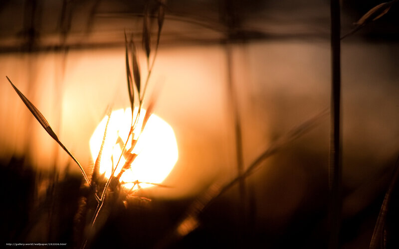 Sun Behind Grass