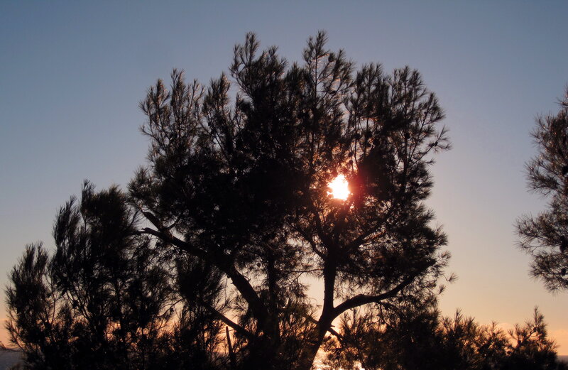 Sun Behind Pine Tree