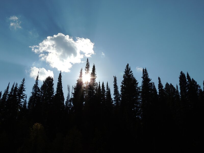 Sun Behind Pine Trees