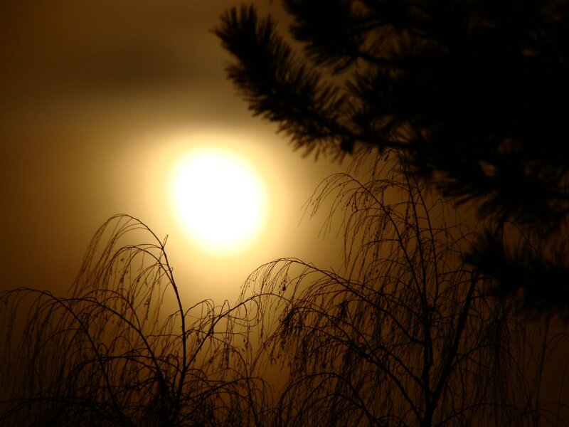 Sun Behind Silhouetted Plants