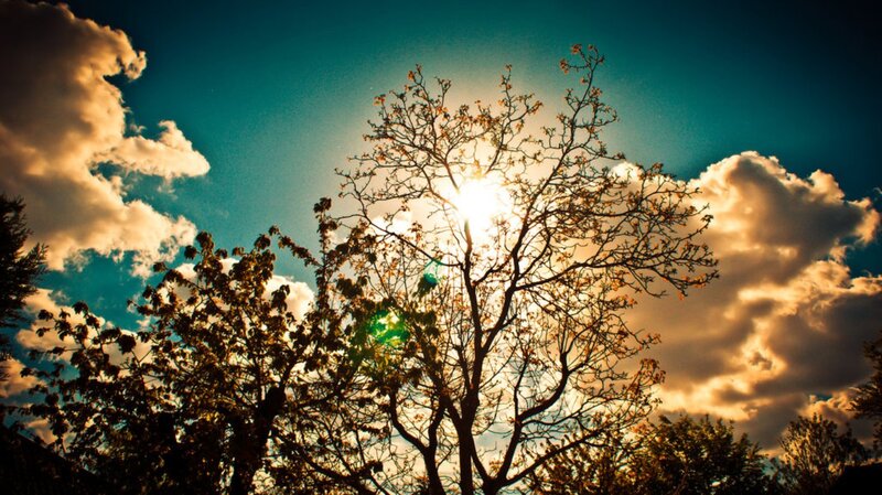 Sun Behind Tree Branches — Blue